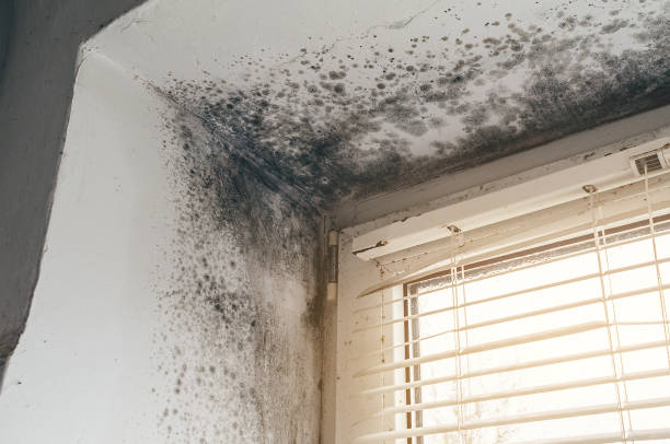 Affordable Bathroom Mold Removal solutions in Danvers, IL